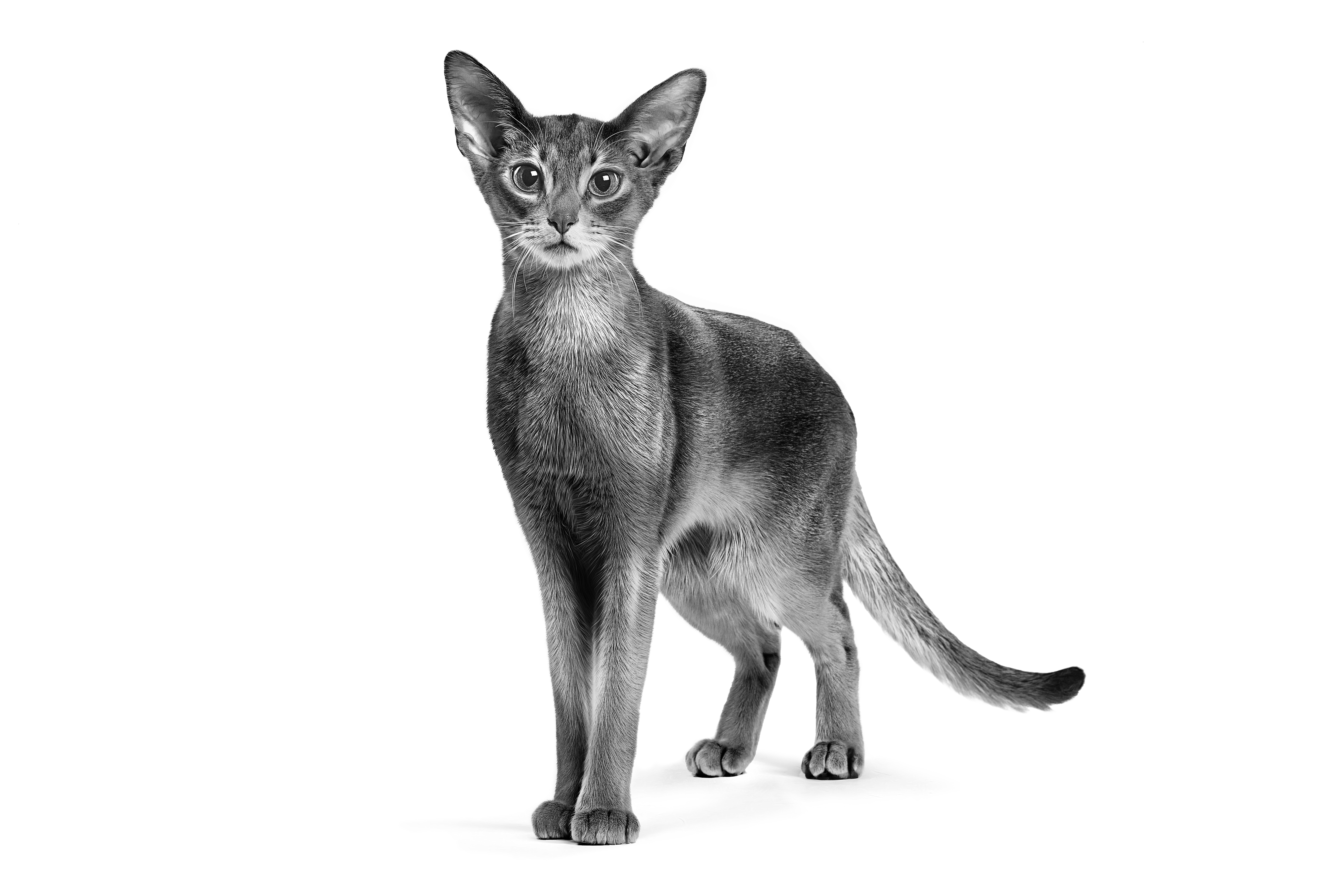 Abyssinian kitten standing black and white