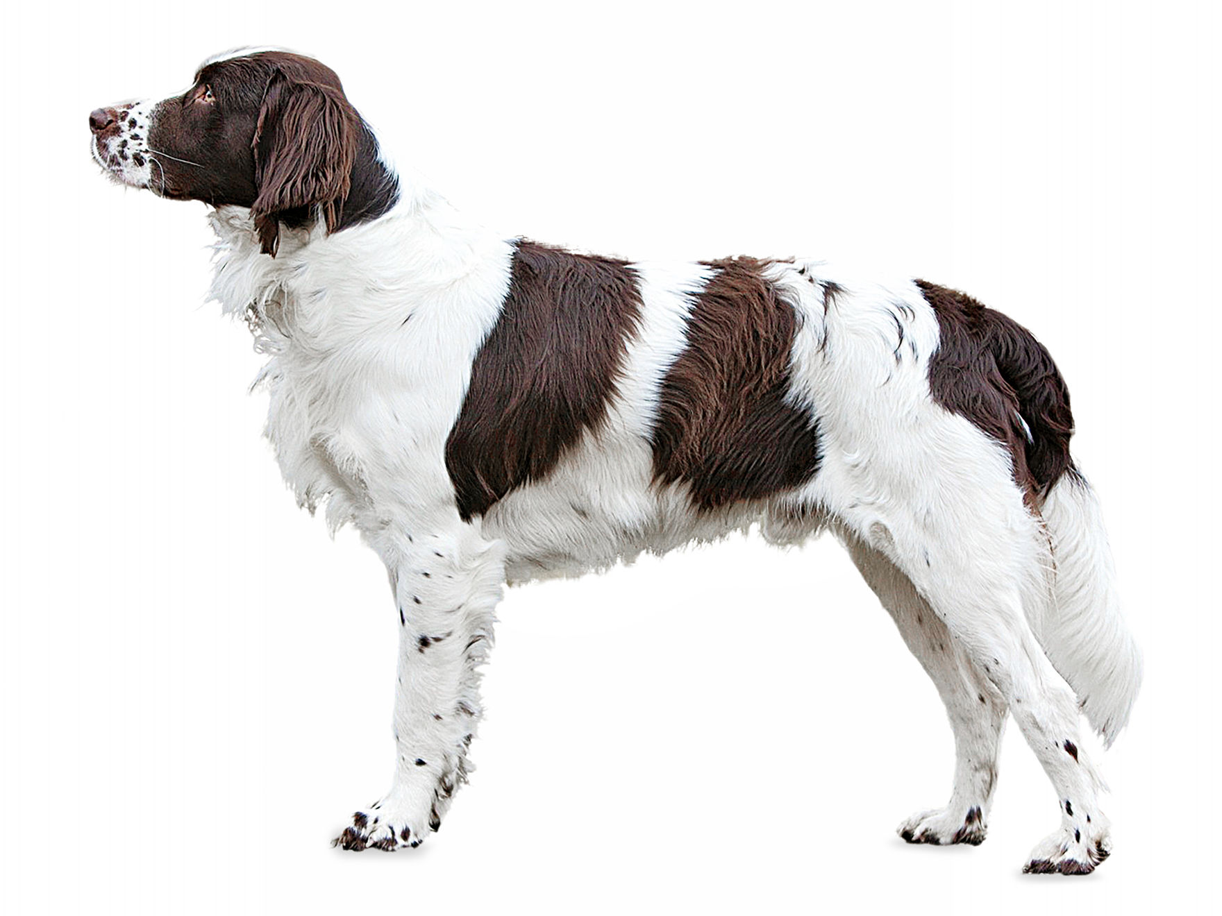 Dutch Partridge Dog On Grey Background. Studio Portrait. 716925 Stock