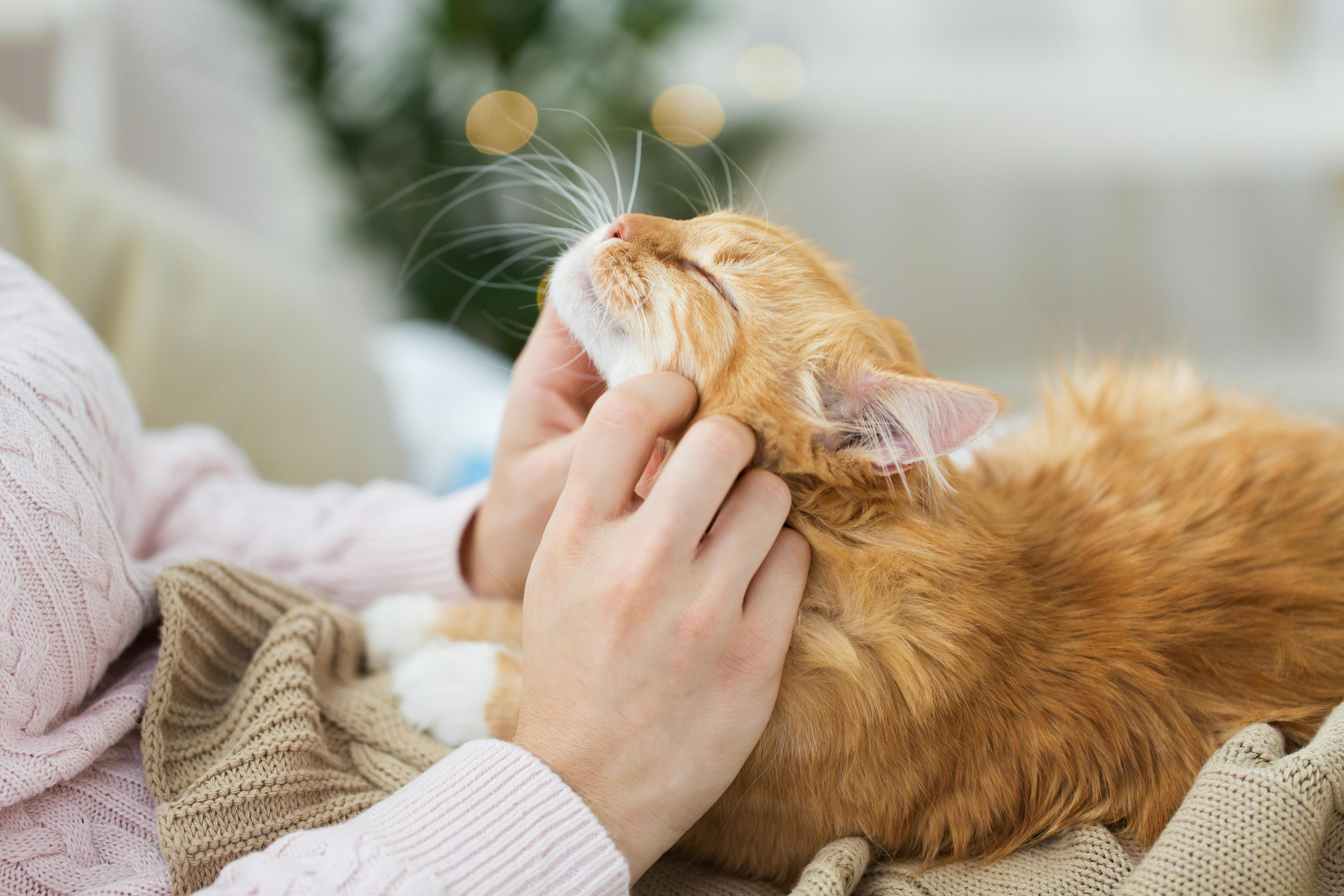 Кошка во сне для женщины. Гладить кота. Котика гладят. Человек гладит кота. Рыжий кот на руках.