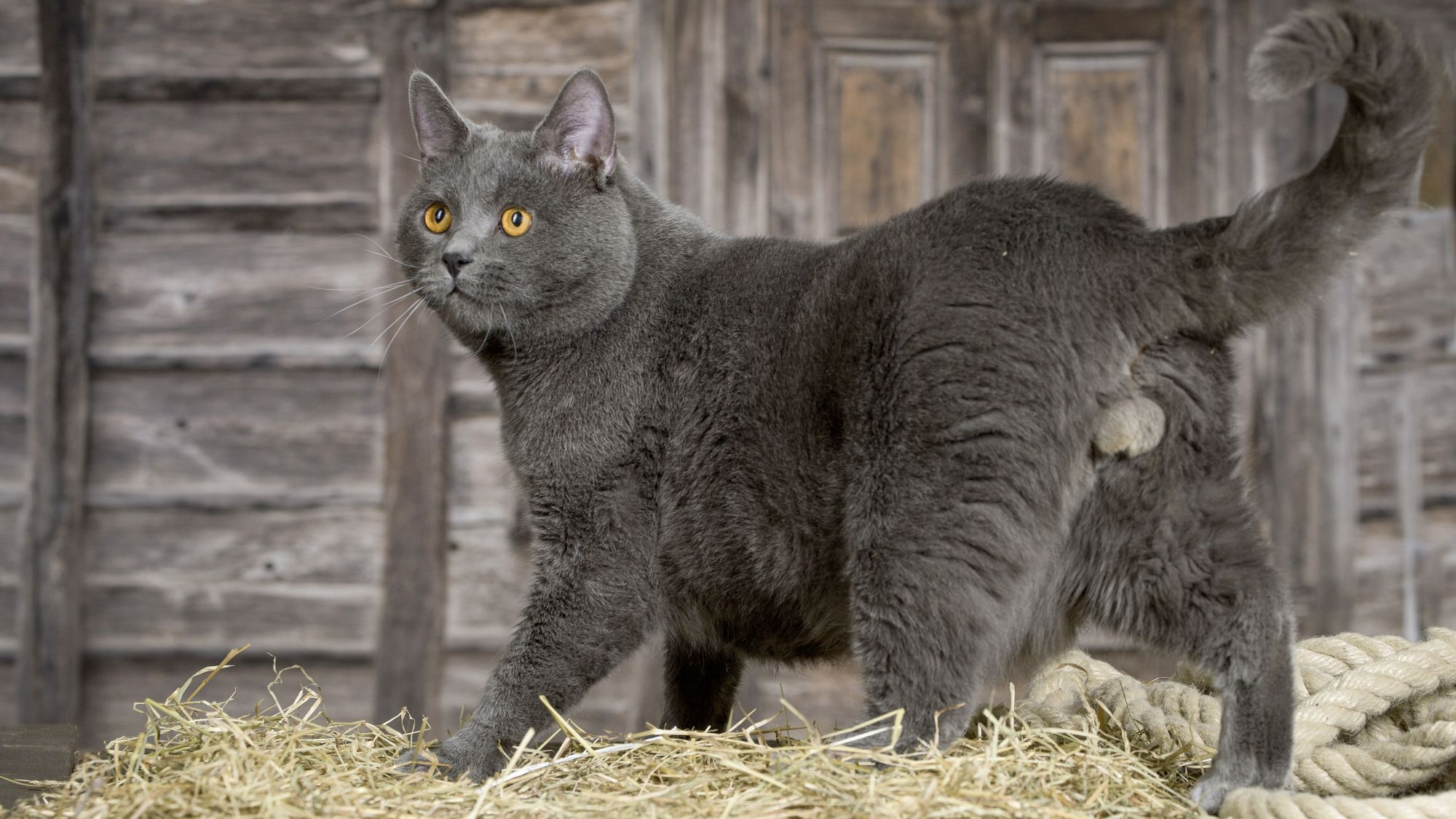 Gato Chartreux en el heno girando la cabeza hacia la cámara