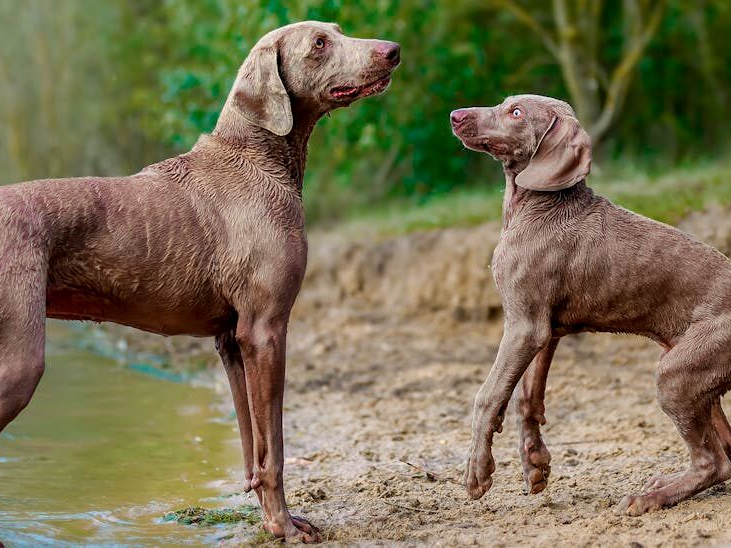 Weimaraner adulto en una playa jugando con un cachorro