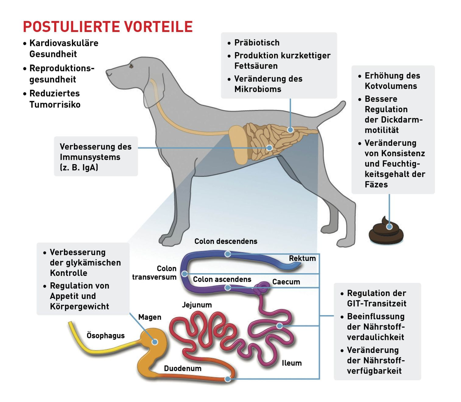 Diätetische Fasern haben vielfältige Wirkungen im Körper