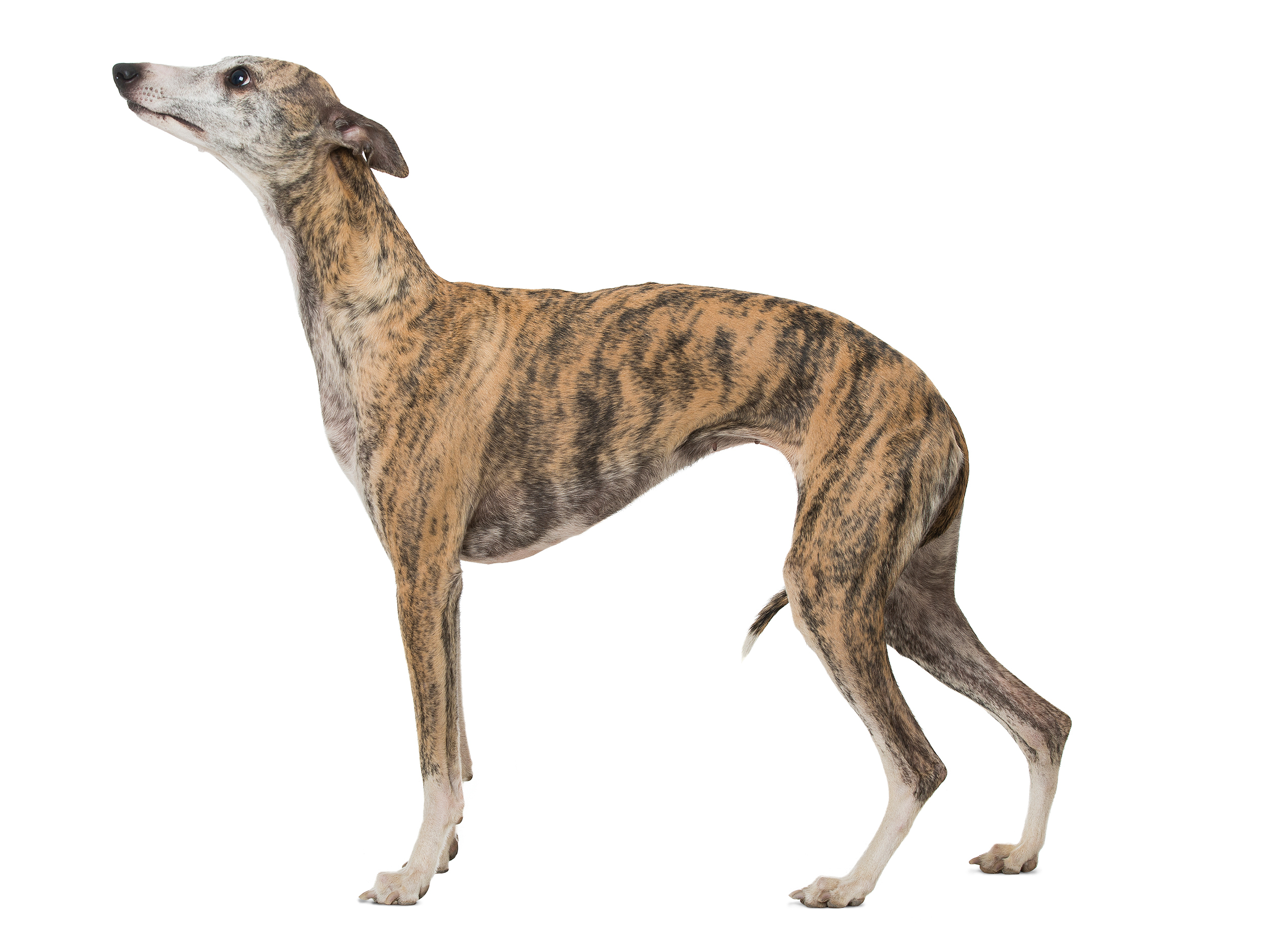 Whippet adult black and white