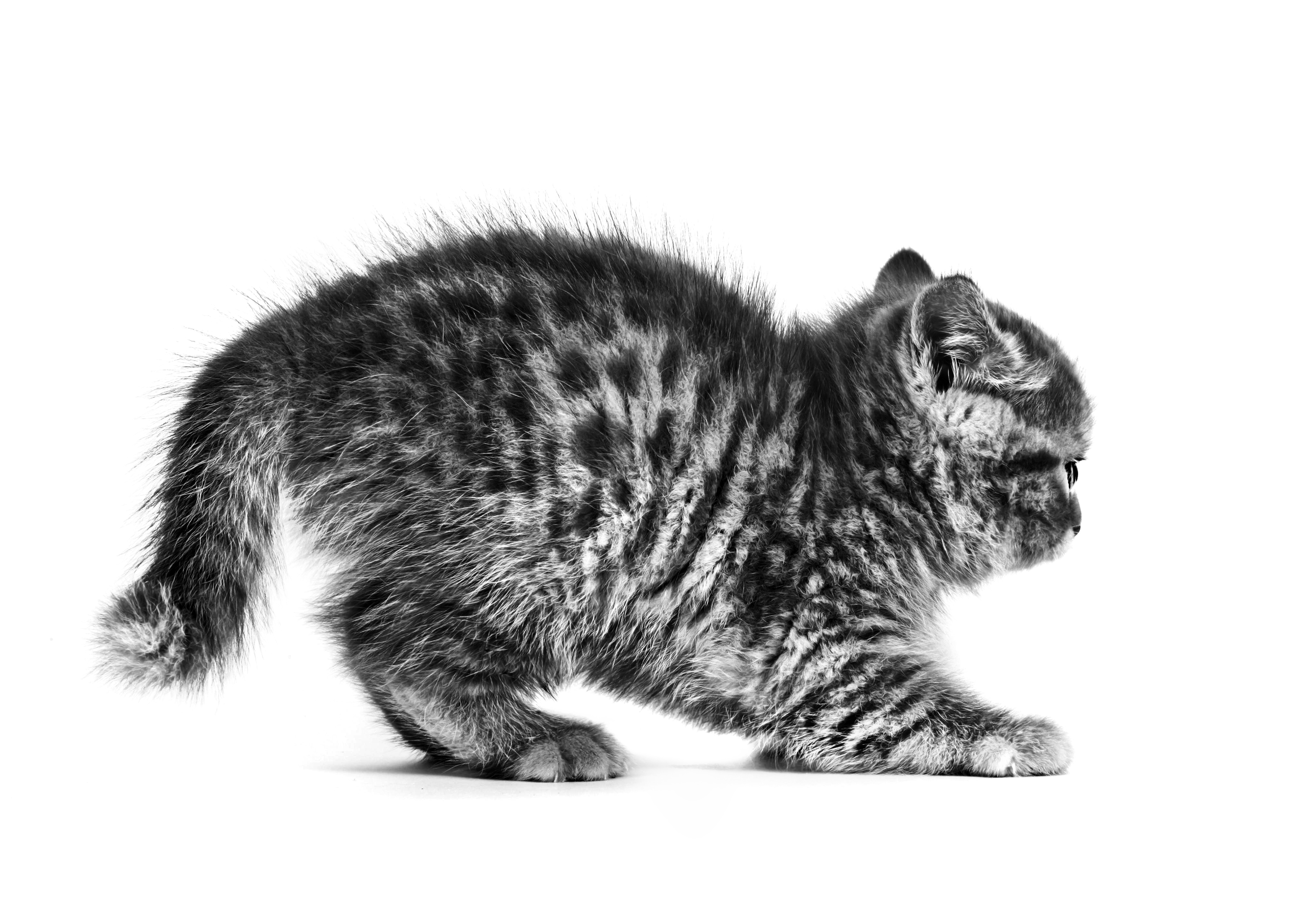 Schwarz-Weiß-Aufnahmen eines Britisch-Kurzhaar-Kätzchens vor weißem Hintergrund