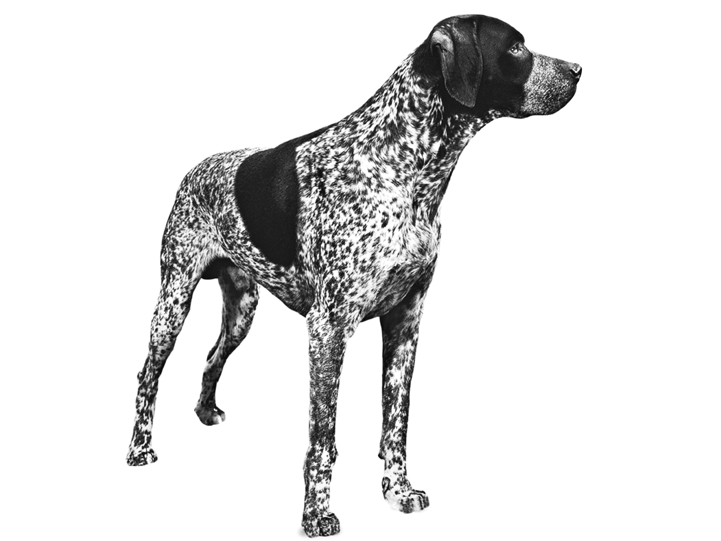 French Pointing Dog - Gascogne type adult black and white