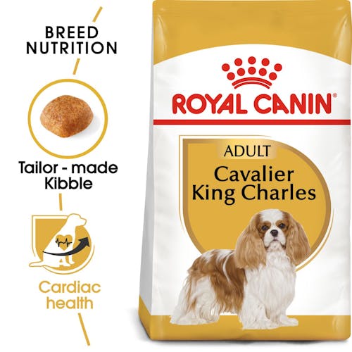 Cavalier King Charles Adult