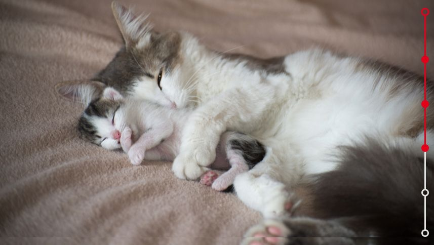 cat sleeping with kitten and hugs him