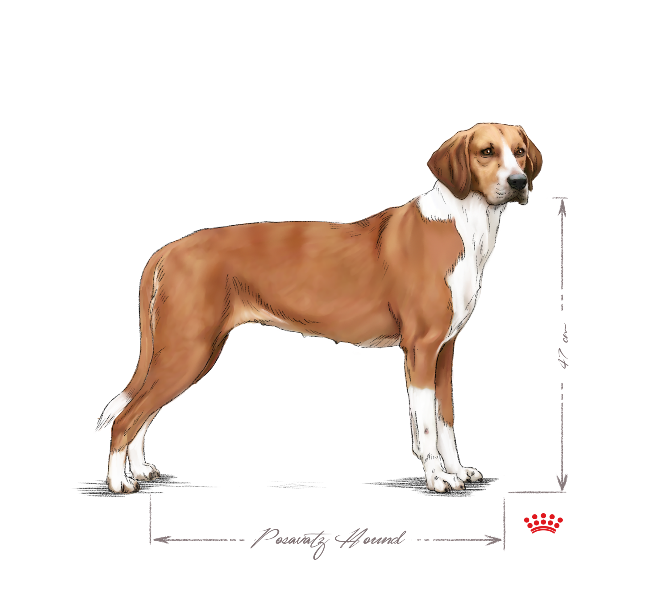 Posavatz Hound 