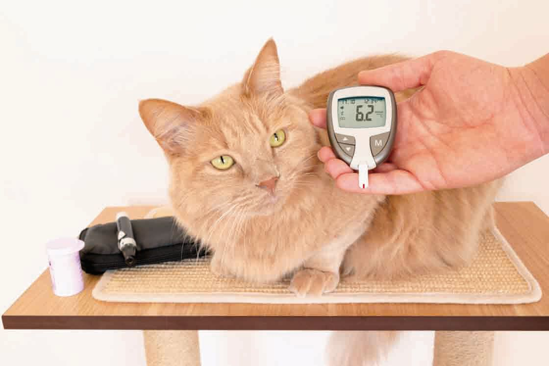 Cat owners may ask if excess dietary carbohydrates contribute to diabetes