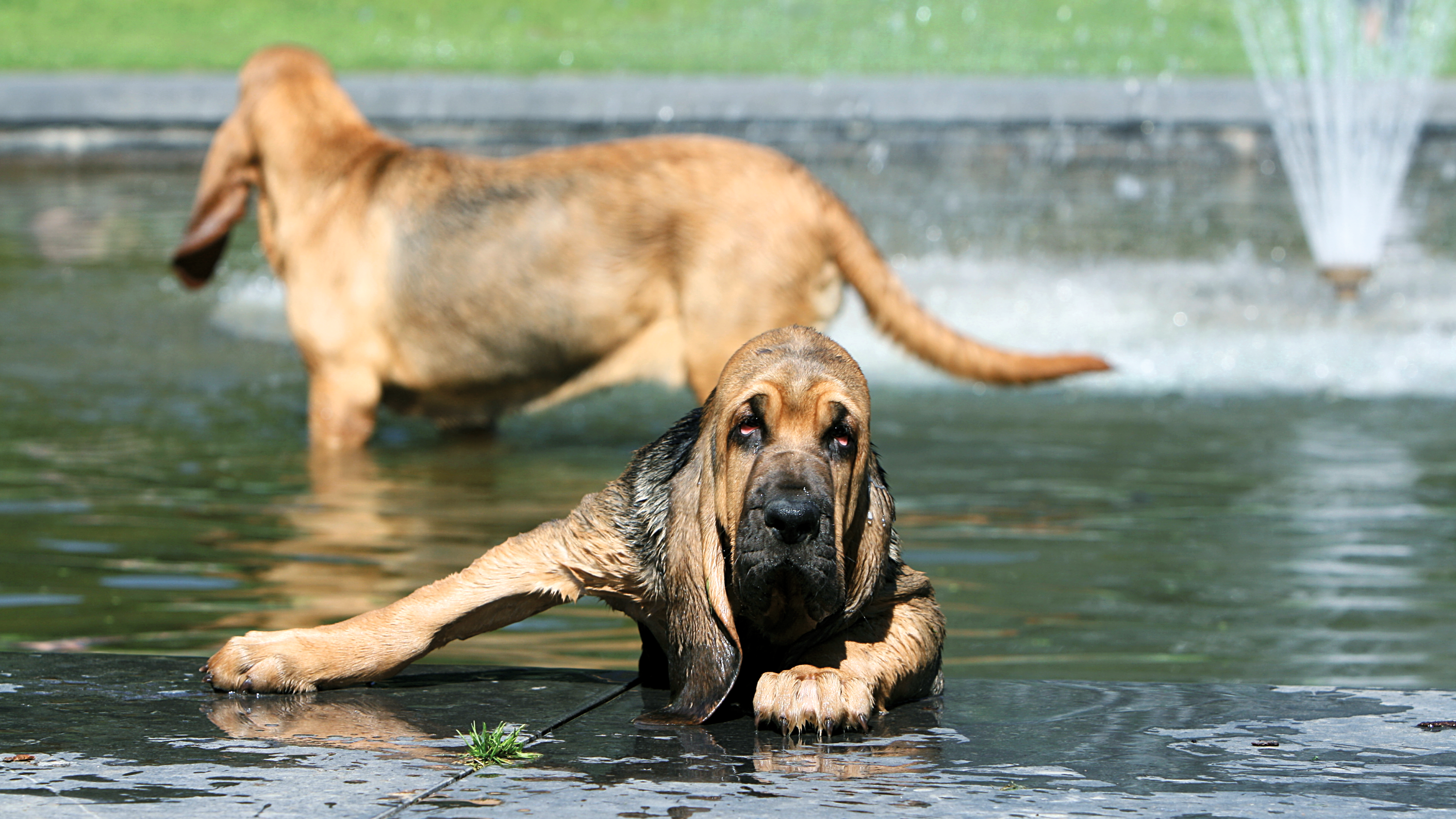 Un chien de Saint-Hubert trempé sort d'une fontaine, un autre chien de Saint-Hubert en arrière-plan