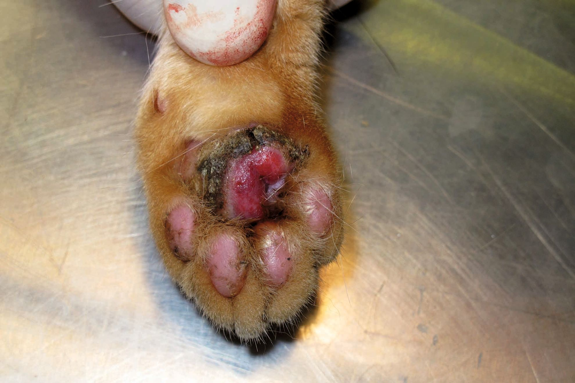  호산구성 육아종(EG)이 있는 고양이의 육구에 생긴 궤양성 가피