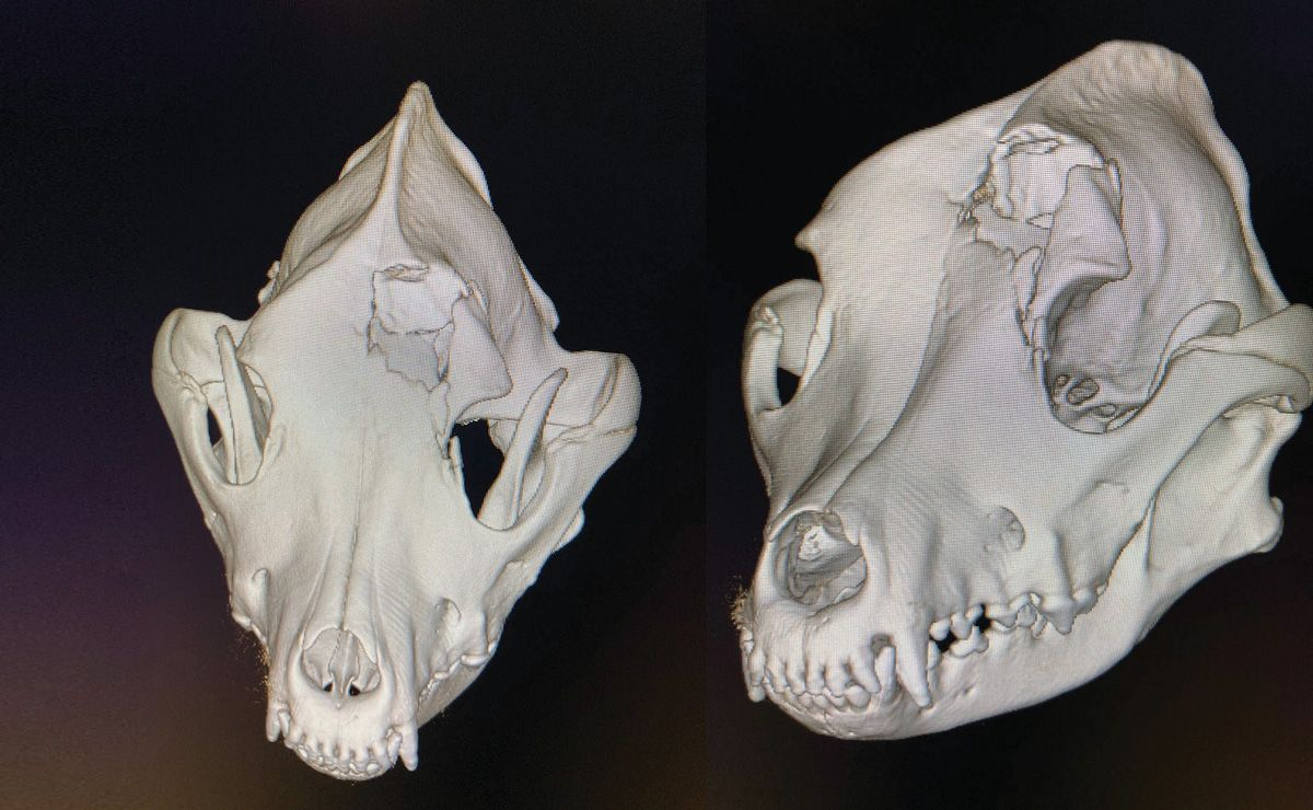 Image 3D d’un scanner corps entier d’un chien présenté après un traumatisme crânien