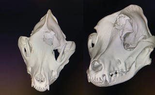 Representación en 3D de la TC de cuerpo entero de un perro con traumatismo craneal 