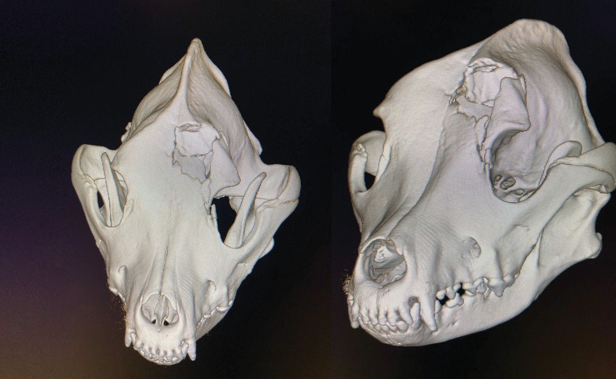 3D renderings from whole-body CT of a dog presented for head trauma 