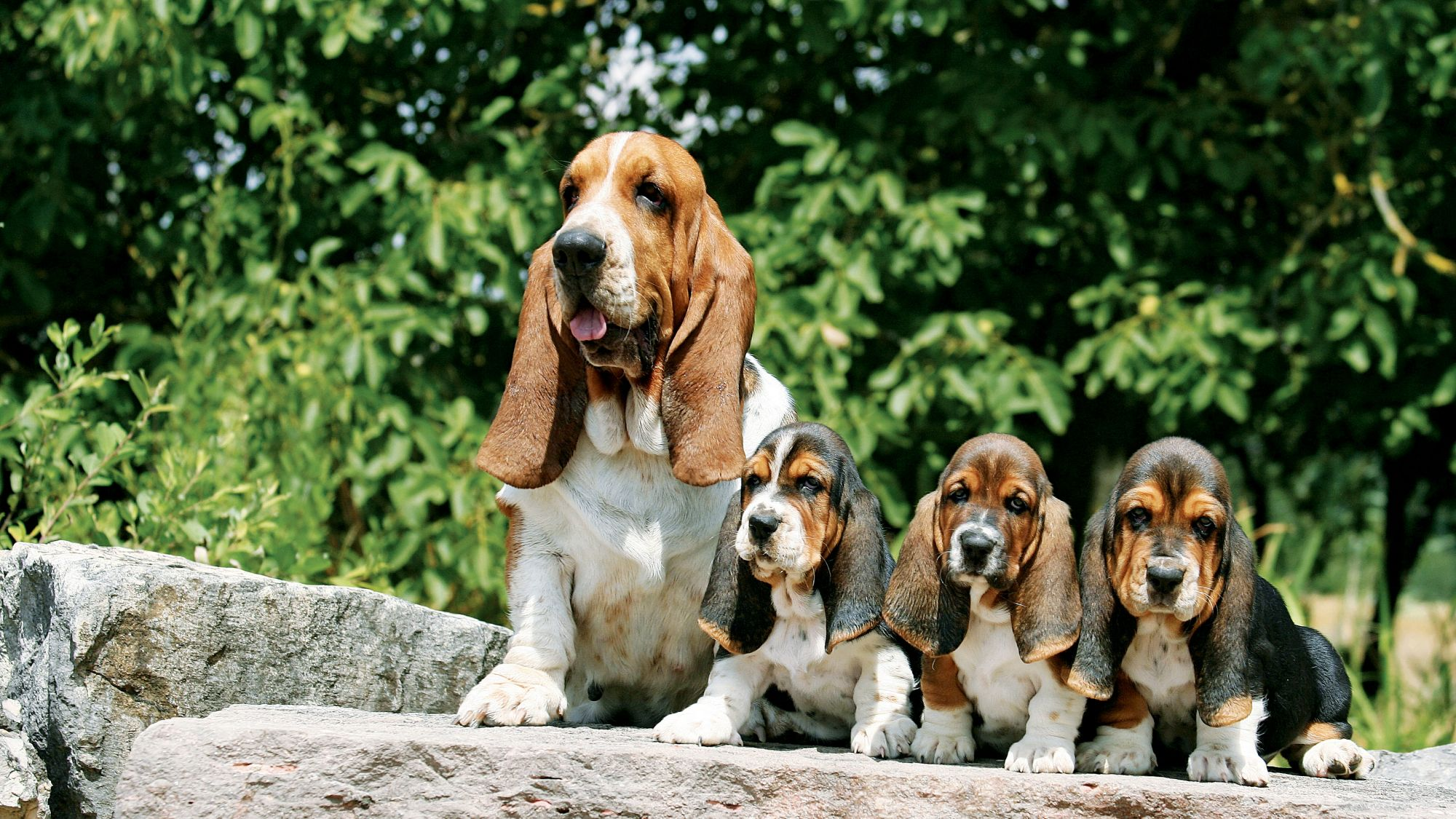 Royal canin shop basset hound