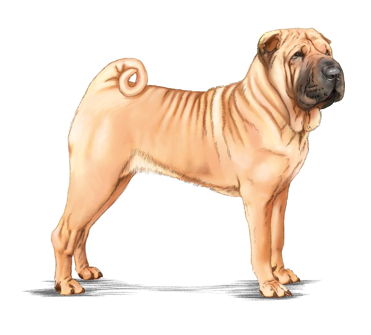 Illustration of a Chinese Shar-Pei