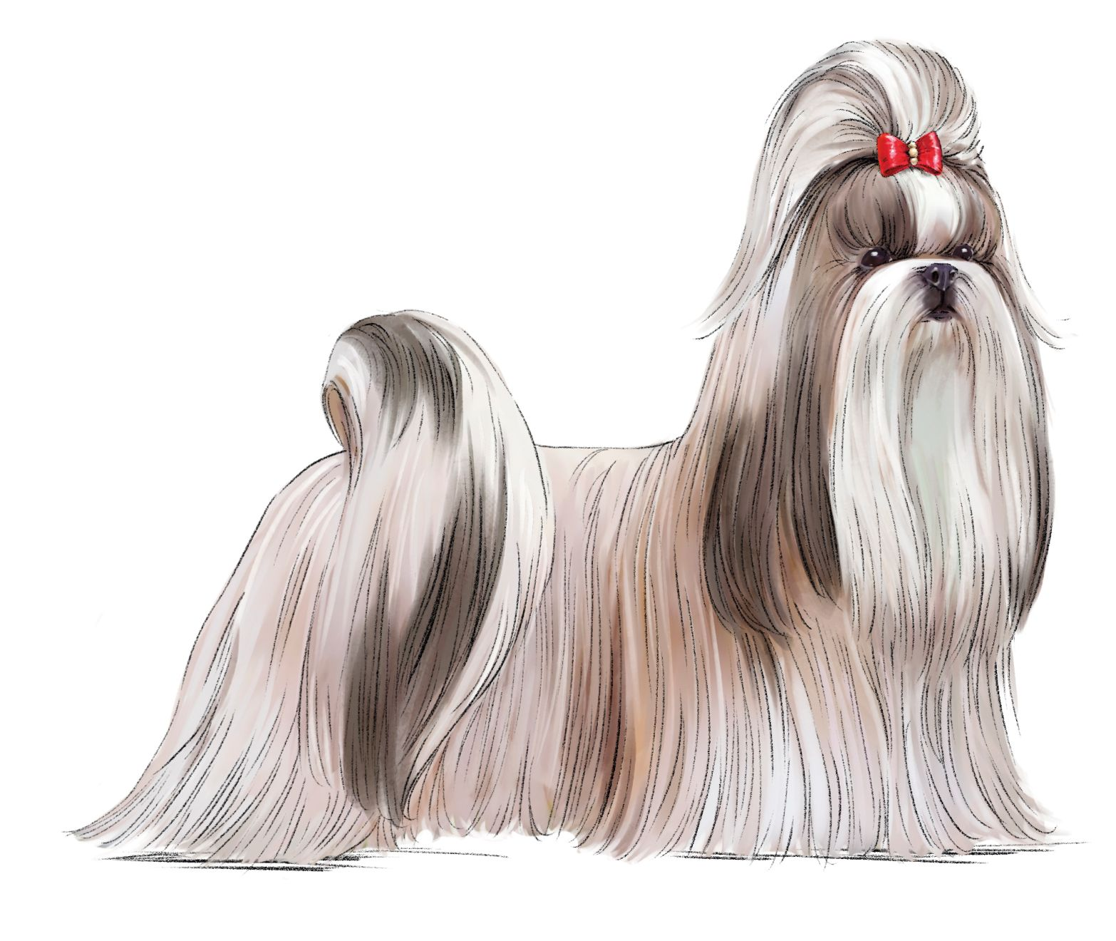 Illustration of Shih Tzu with red bow clip