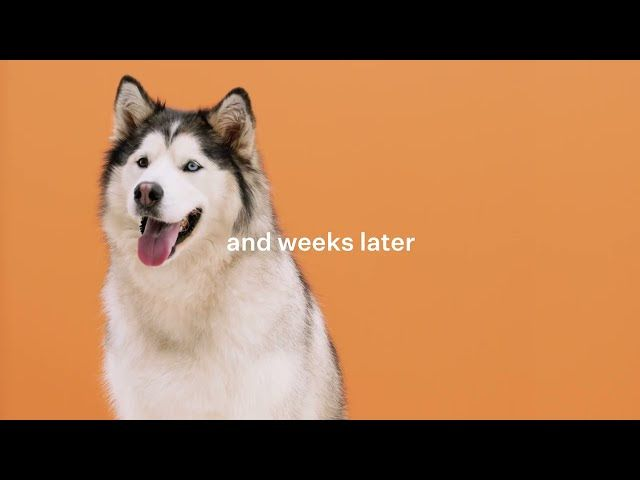 Wisdom Panel - How it works
