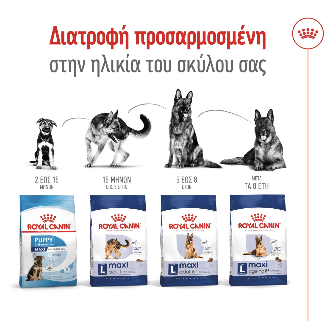 MAXI ADULT