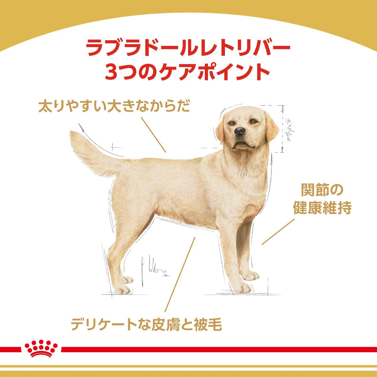 ラブラドールレトリバー 成犬～高齢犬用