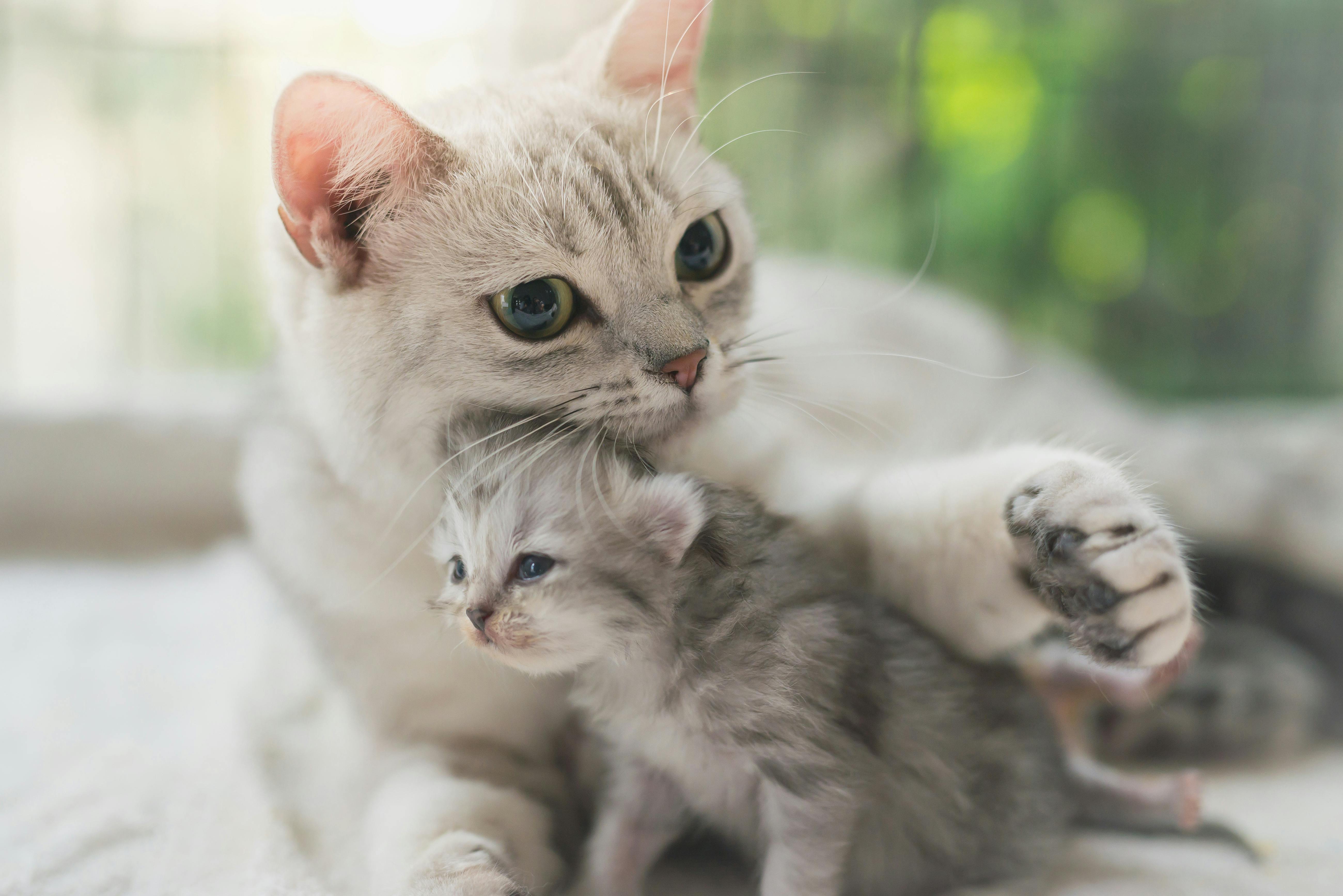 Поведение кошки после родов | Royal Canin