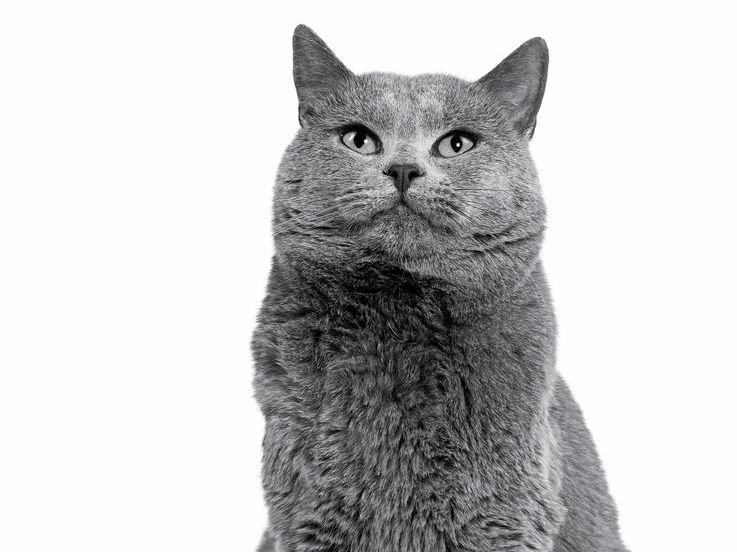 Black and white portrait of a Chartreux sat with paws together