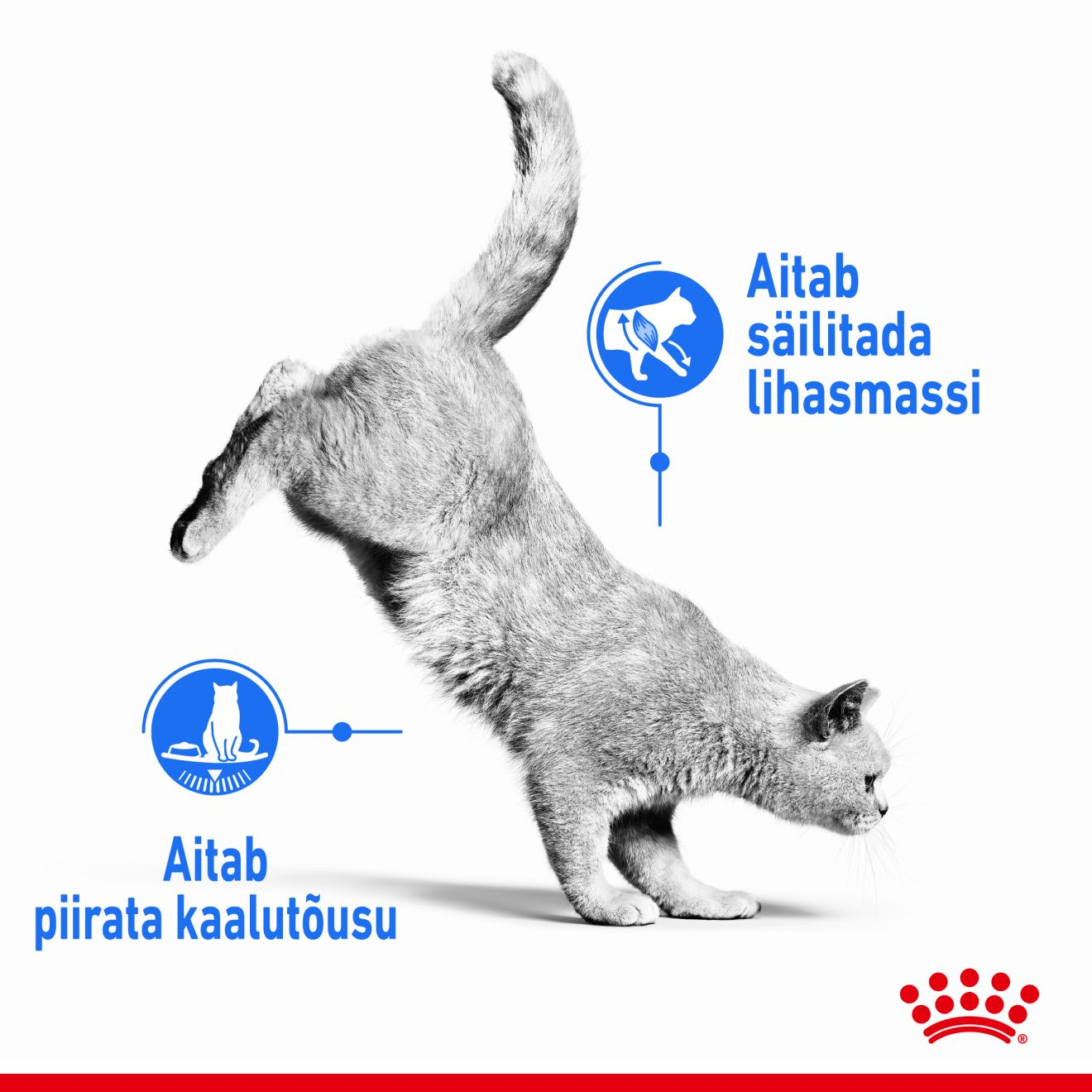 Royal Canin Light Weight Care konserv (õhukesed viilud kastmes)