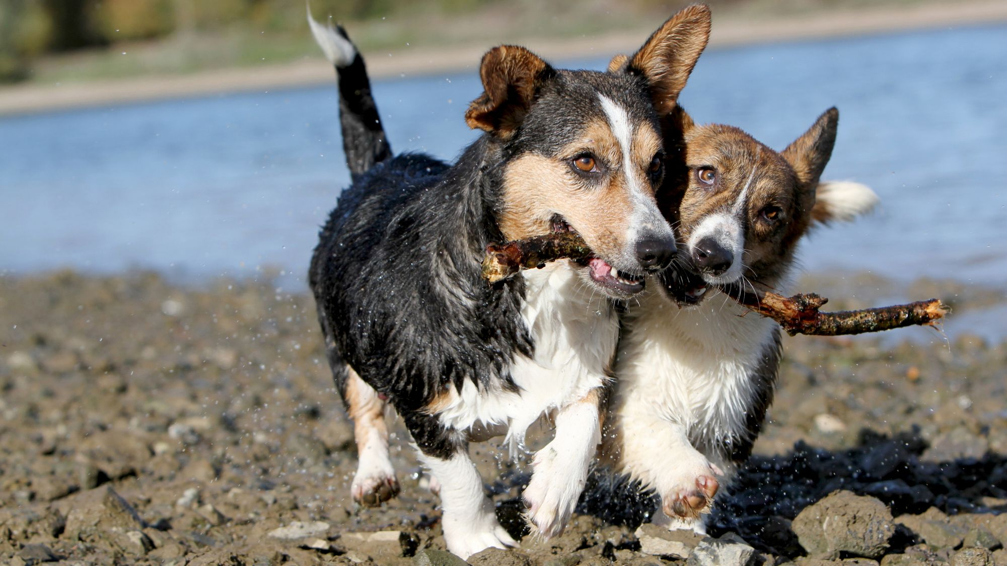 Two Cardigan Welsh Corgis side by side chewing on a stick