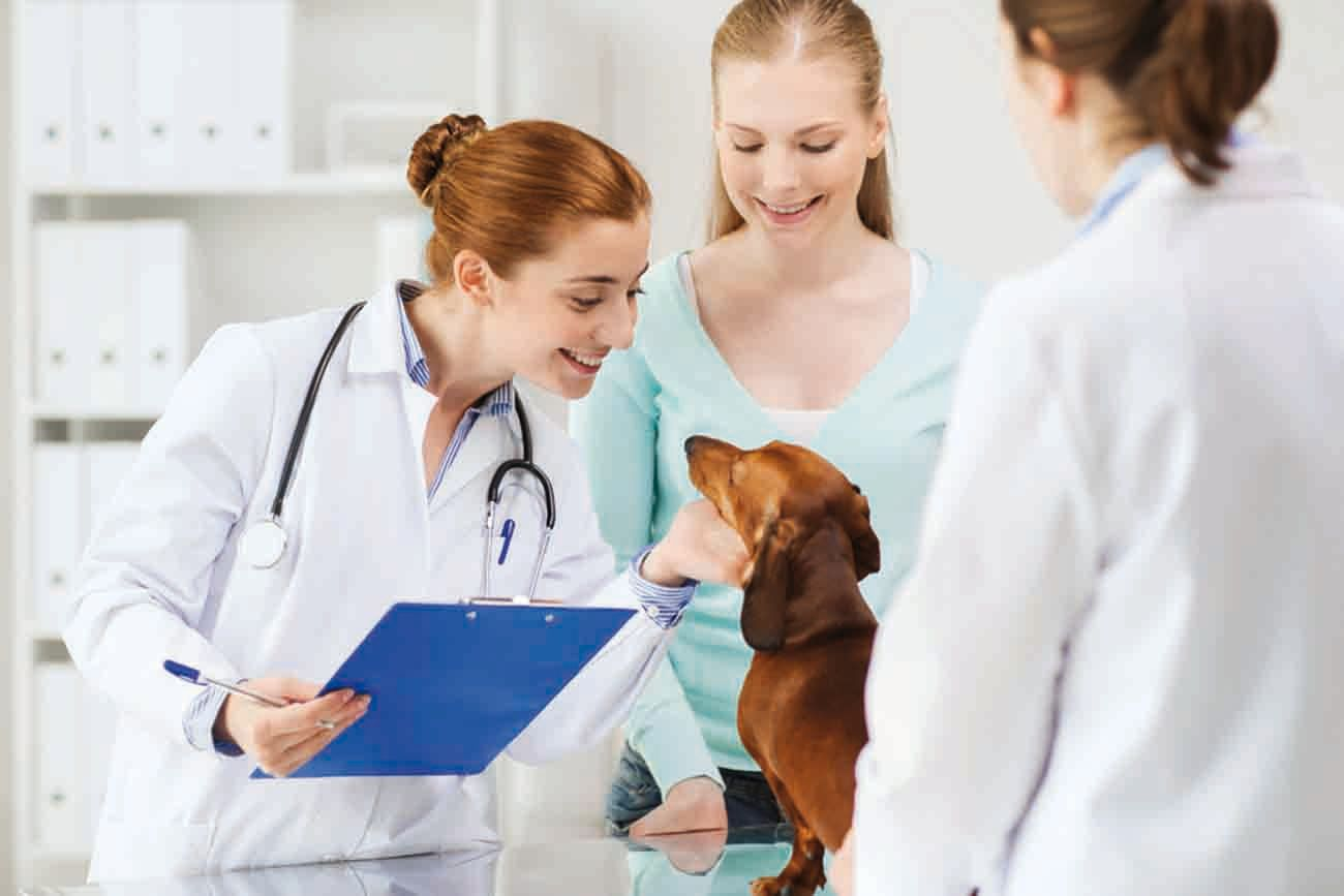A nutritional assessment, including a discussion of the pet’s current diet, should be a feature of every consultation