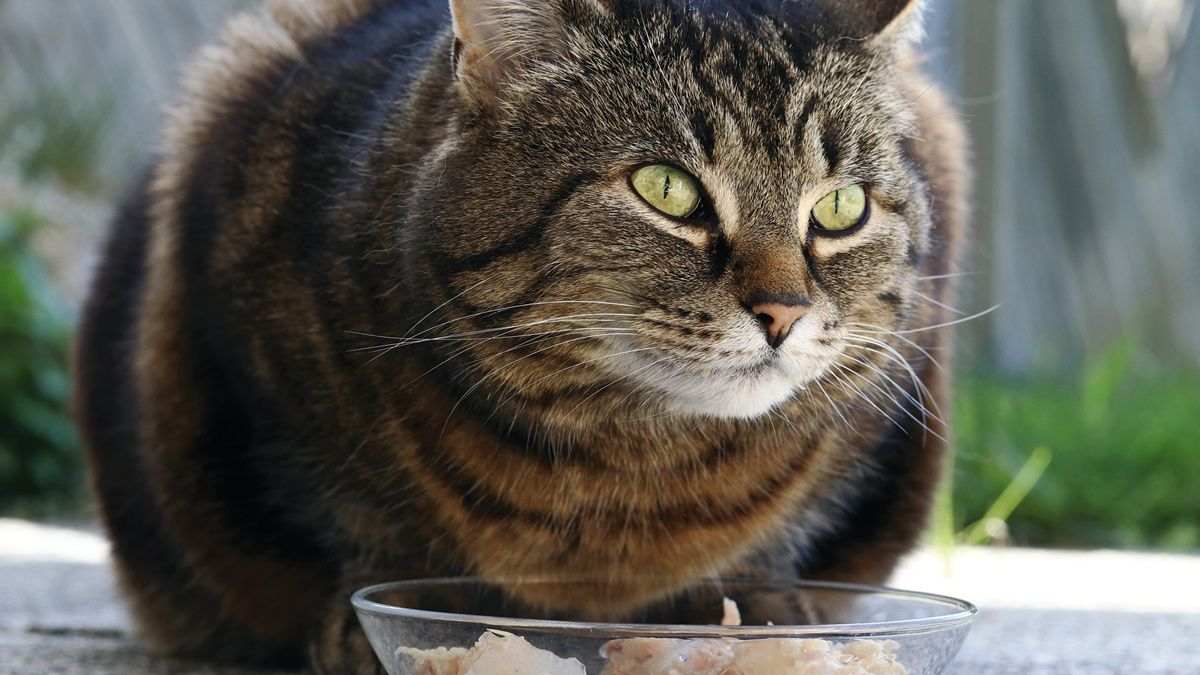 La alimentación en el gato con diabetes