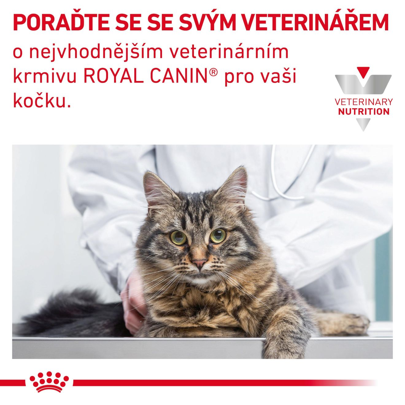ROYAL CANIN Cat Gastrointestinal Kitten granule pro koťata trpící onemocněním trávicího traktu