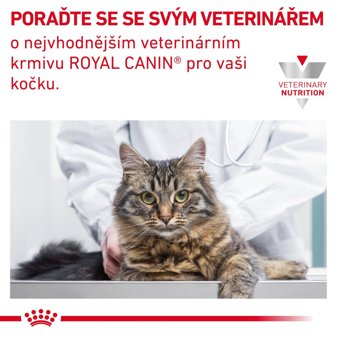 VHN Cat Gastrointestinal Kitten