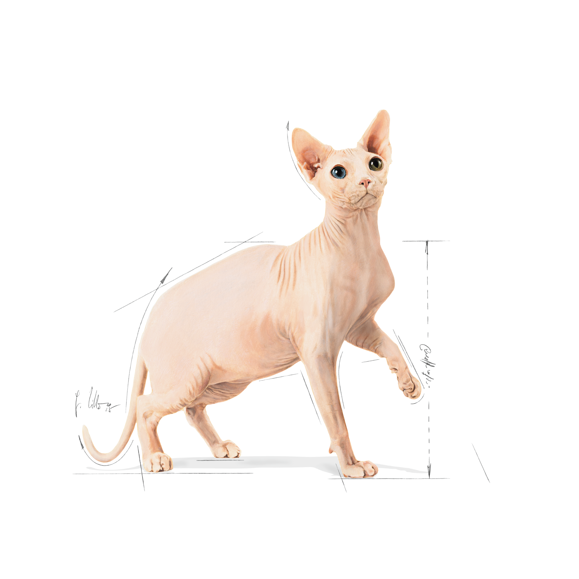 Sphynx Adult