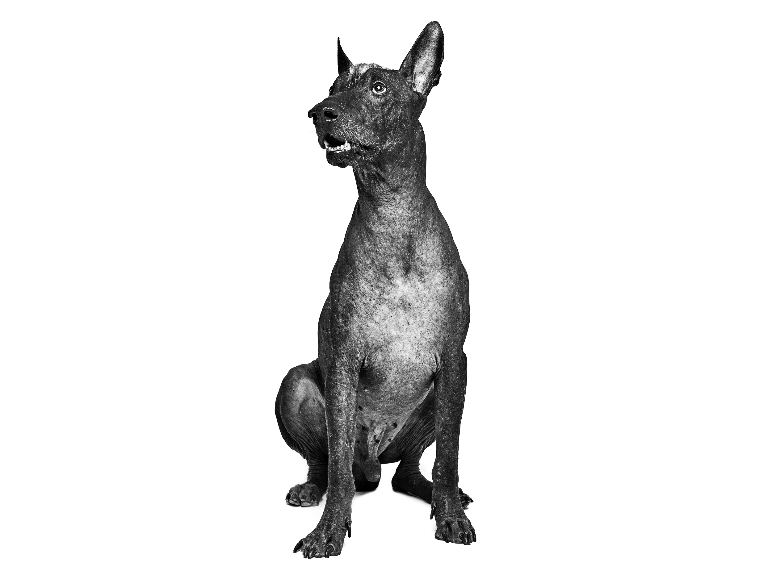 Взрослая собака ксолоитцкуинтли, черно-белое изображение