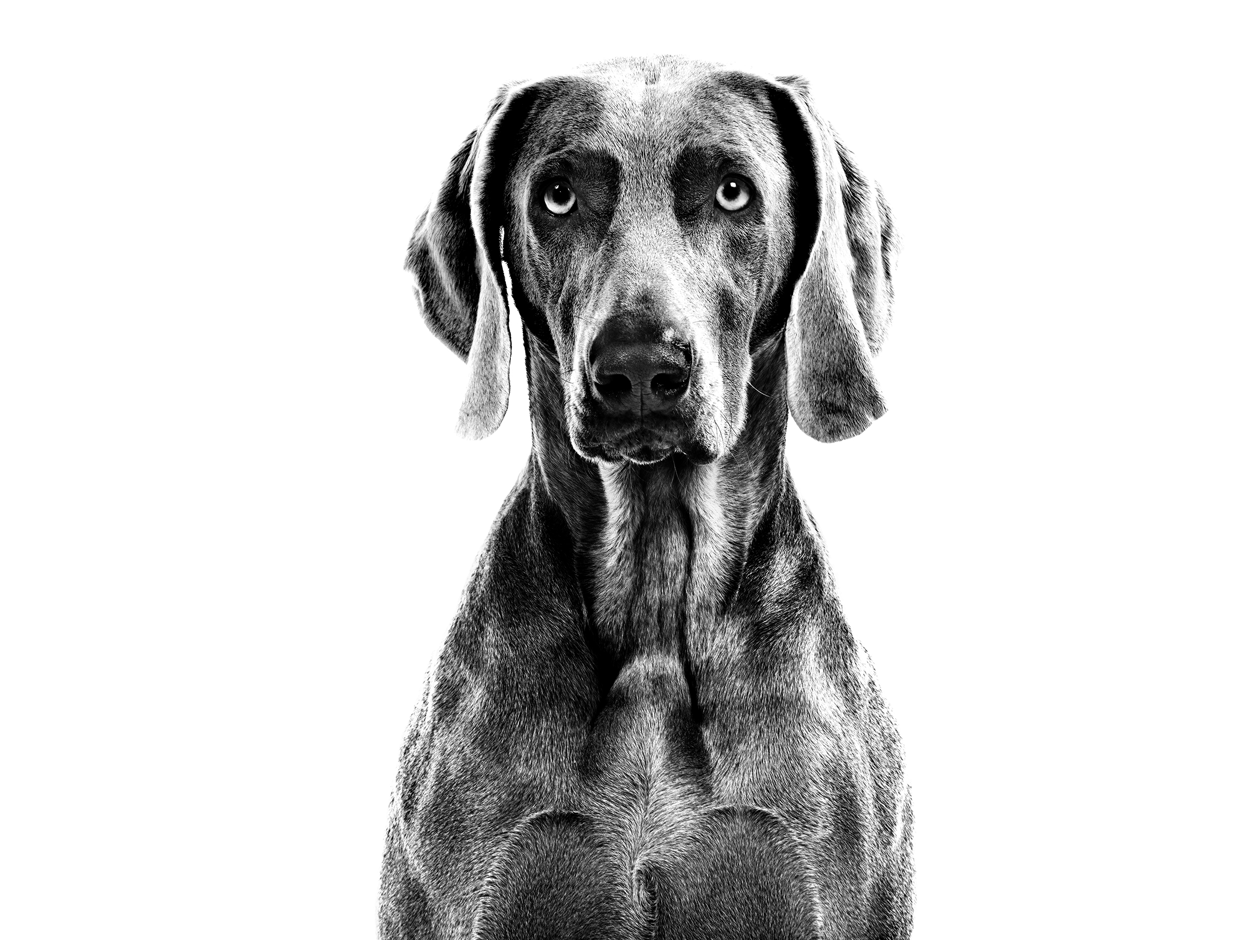 Weimaraner adult in black and white