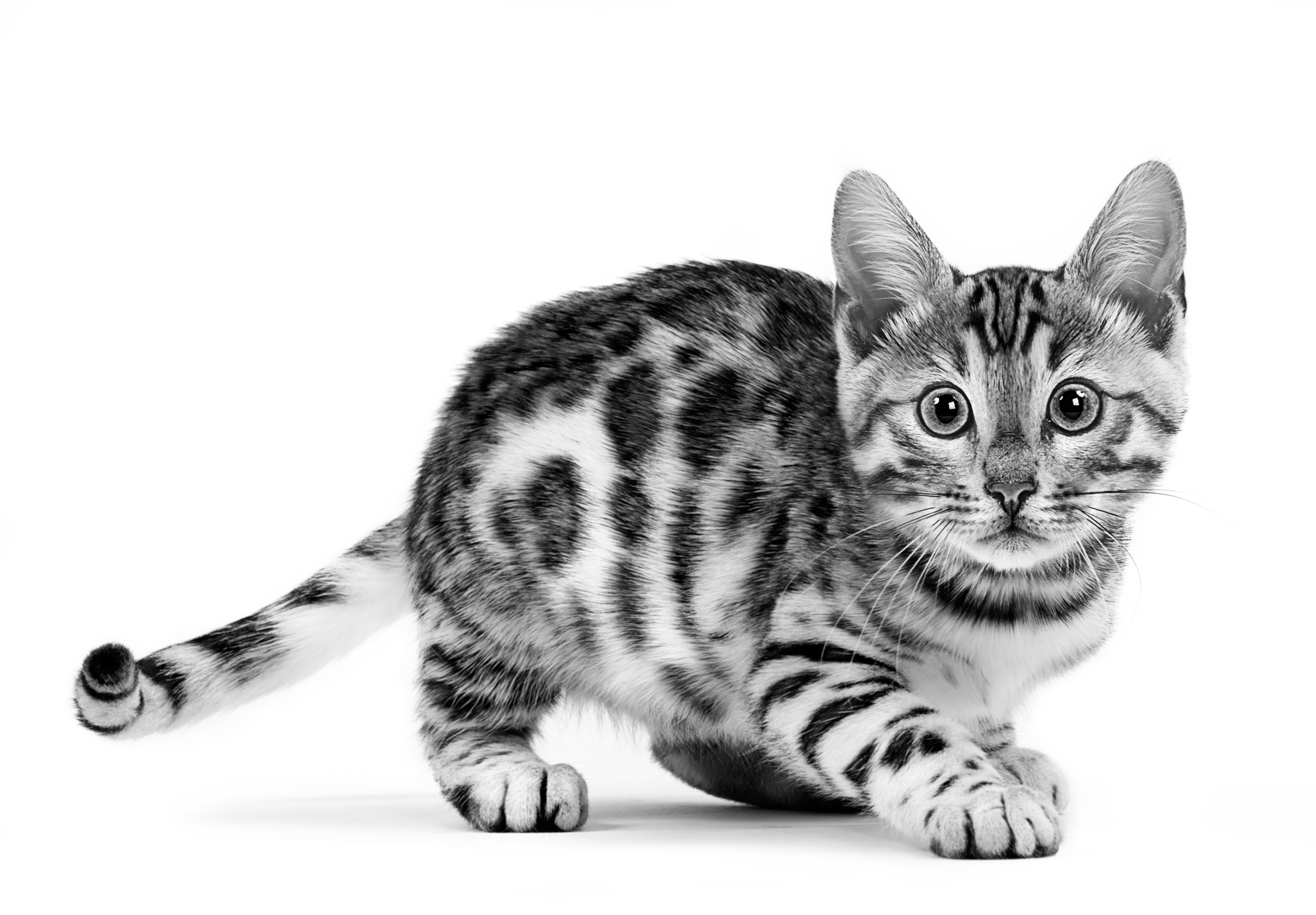 Bengal kitten crouching in black and white