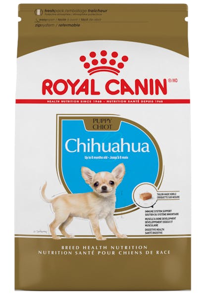 Chihuahua_Puppy_1