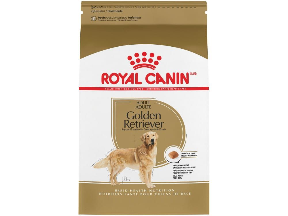 Golden Retriever Adult