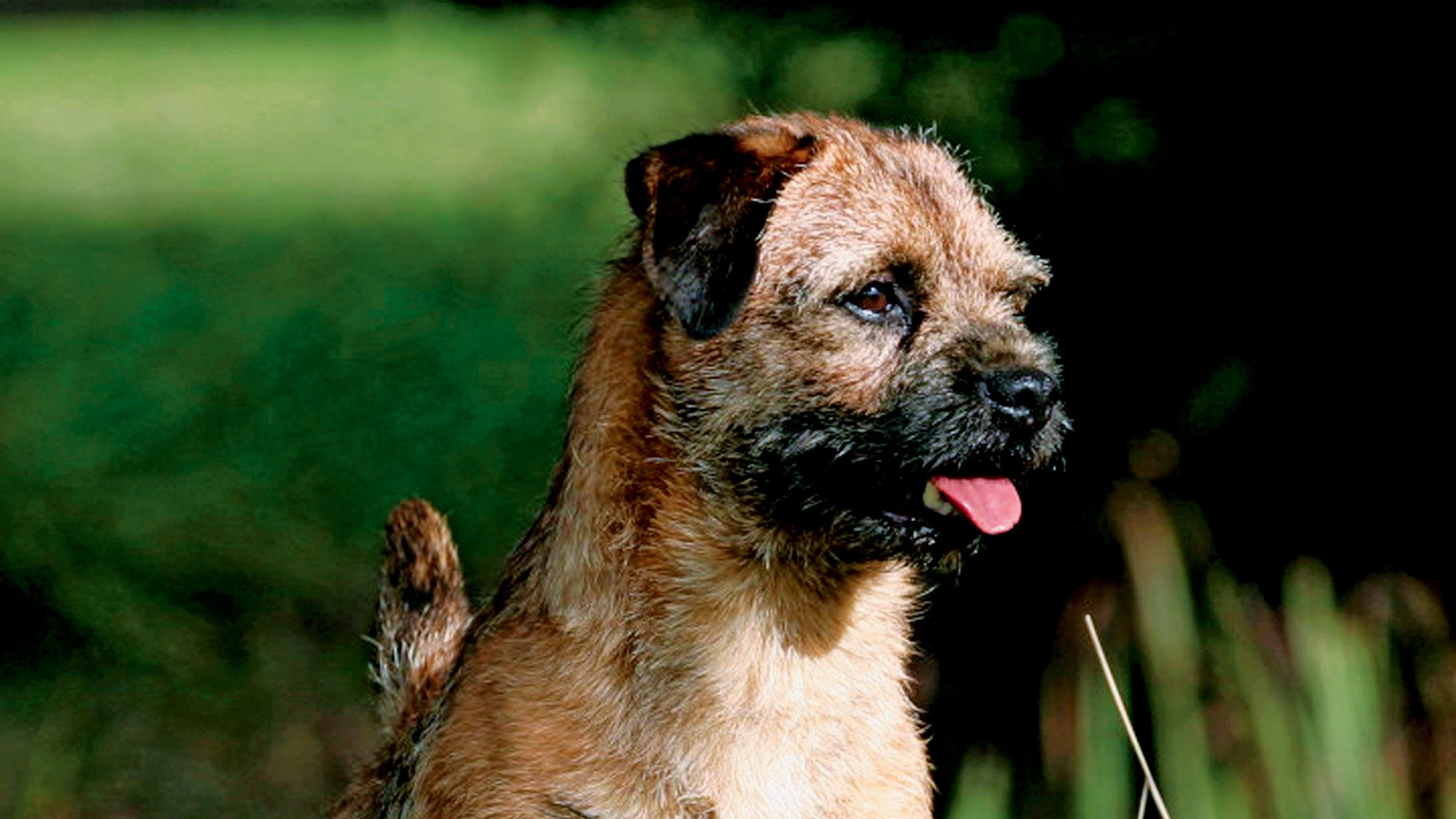 Border Terrier stood holding a paw up on grass