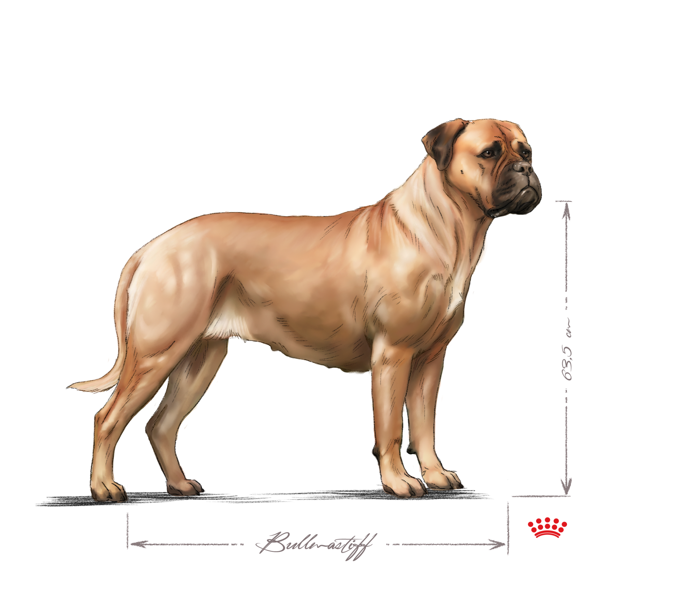 Bullmastiff adult in black and white