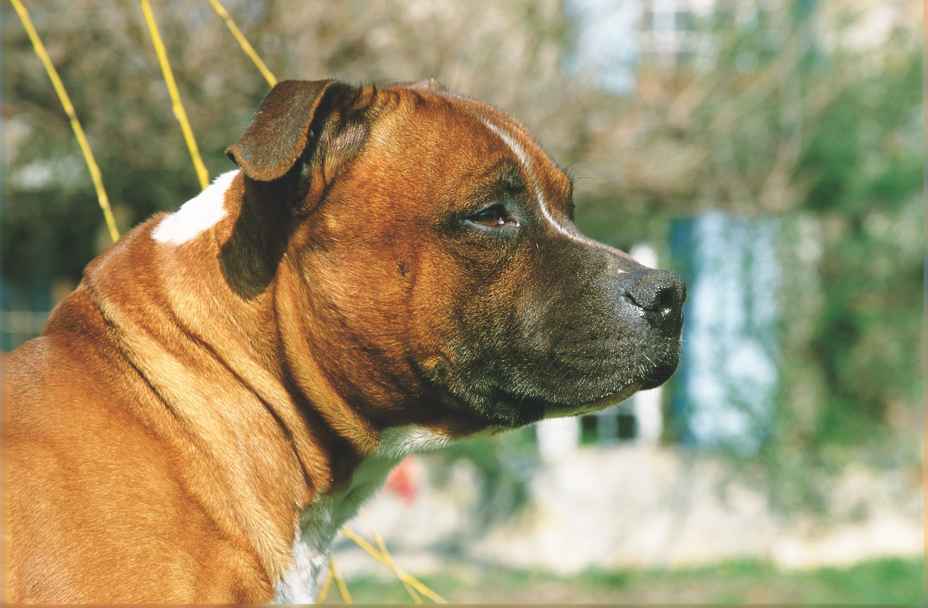 Close-up side view of a Staffordshire Bull Terrier looking to the right