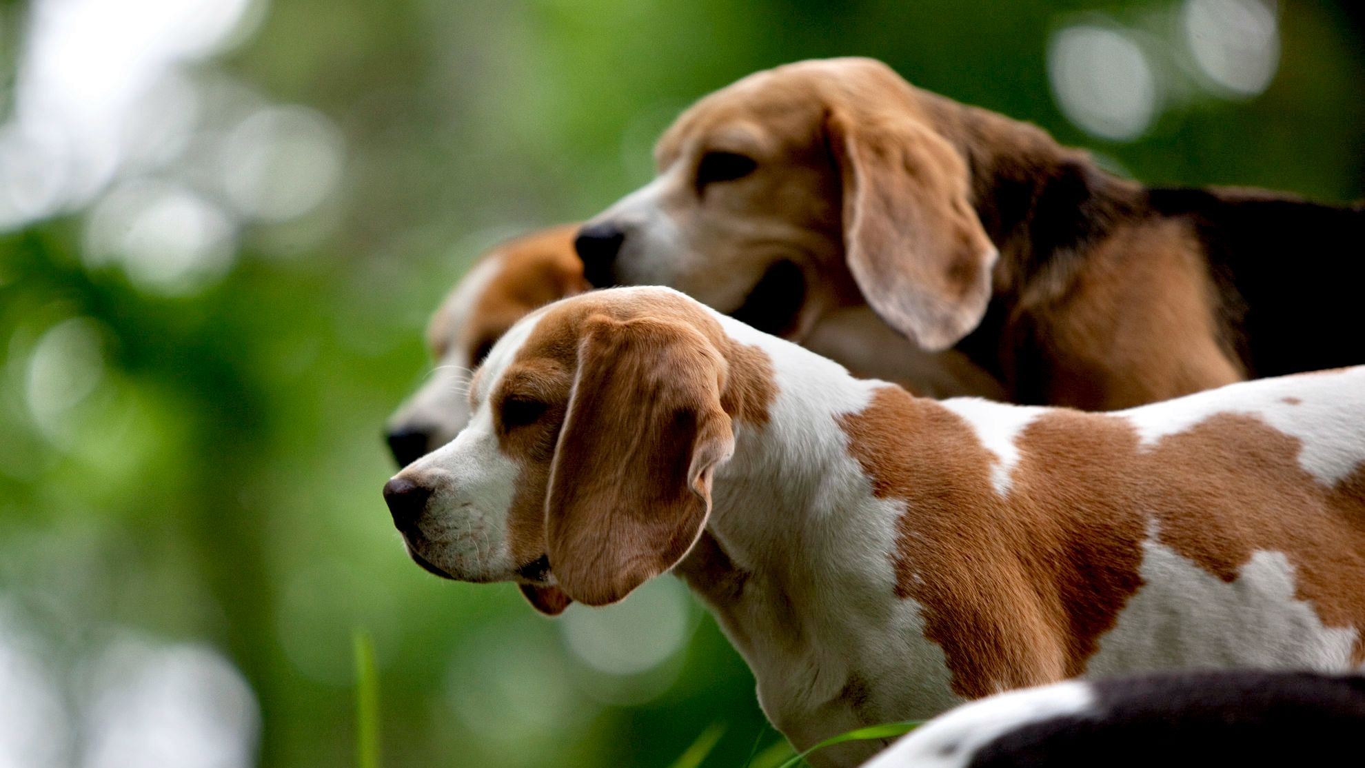 Vista lateral de tres Beagle mirando a la distancia