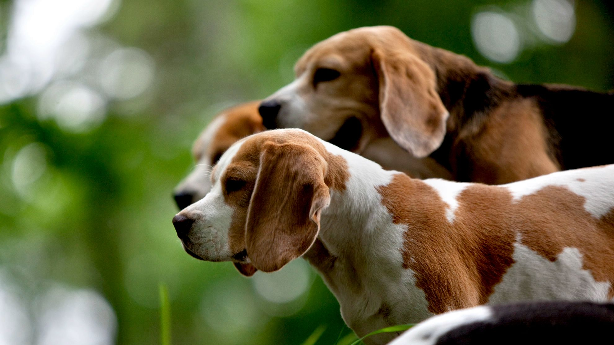 Vista lateral de três Beagles a olhar para a distância