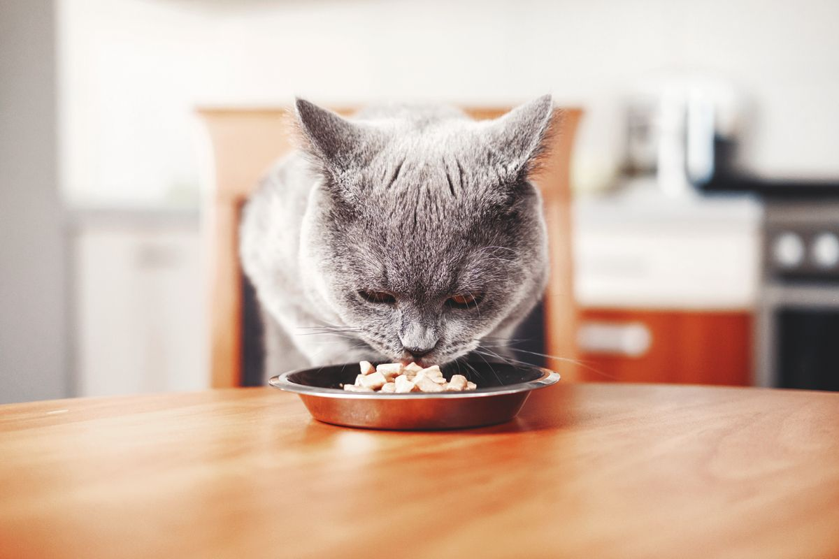 Owner should provide the food on a raised area so that the cat has to jump to feed. This will help the cat expend more energy getting to its food.