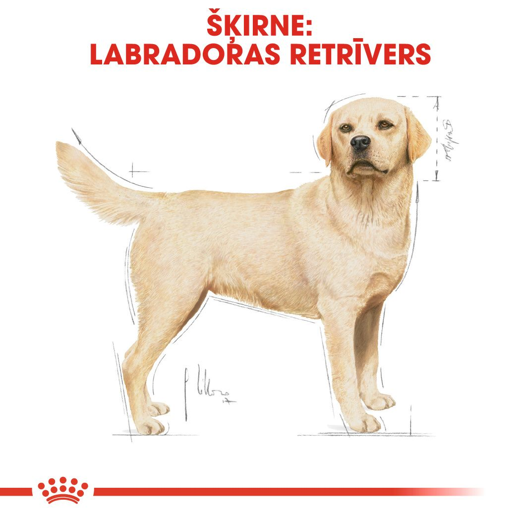 Labrador Retriever Adult 