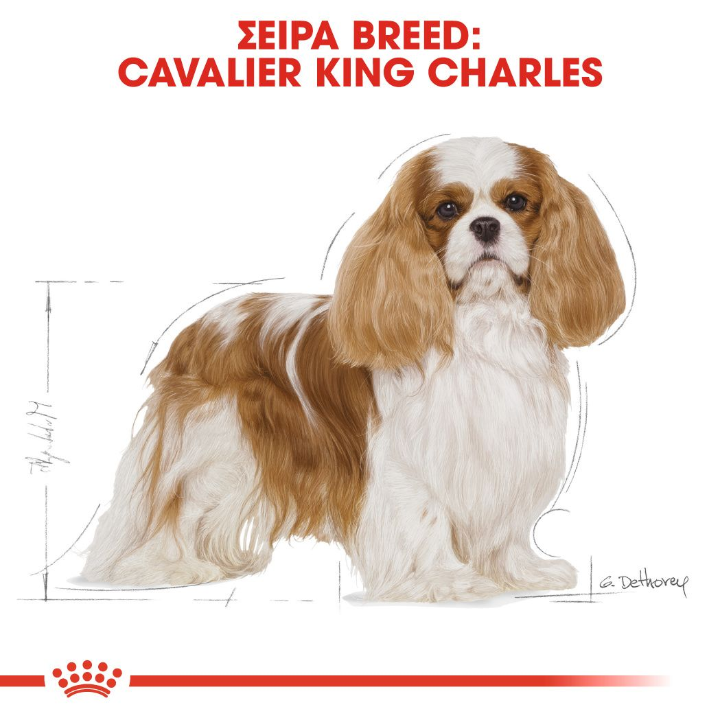 Cavalier King Charles Adult