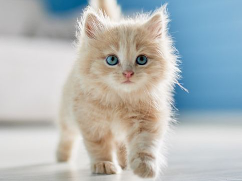 Pluizige rode kitten met blauwe ogen