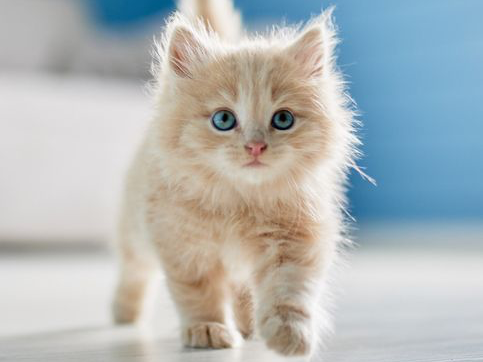 Chaton roux à poils longs aux yeux bleus