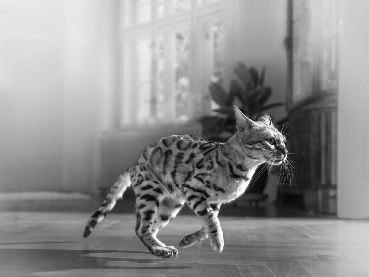 Maine Coon kittens on a table