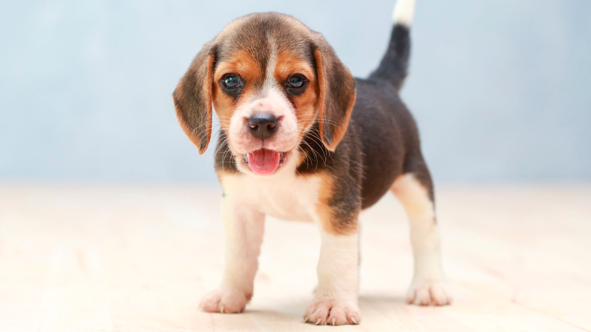 Small beagle puppy dog looking up  